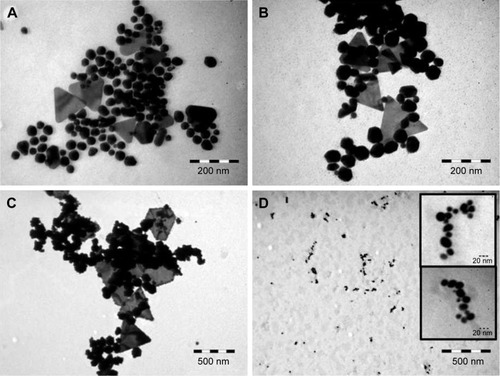 Figure 2 TEM images of AuNPs synthesized using 1 mL OH extract (A), 0.5 mL OH extract (B), 0.25 mL OH extract (C) and 1 mL OF extract (D).Note: The insets in (D) are higher magnification images of the NPs synthesized using 1 mL OF extract.Abbreviations: TEM, transmission electron microscopy; AuNP, gold nanoparticle; OH, Origanum herba; OF, Origanum folium; NP, nanoparticle.