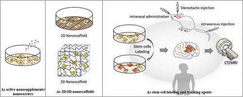Figure 4 Schematic representation of the application of nanomaterials in stem cell therapy of neurodegenerative diseases.