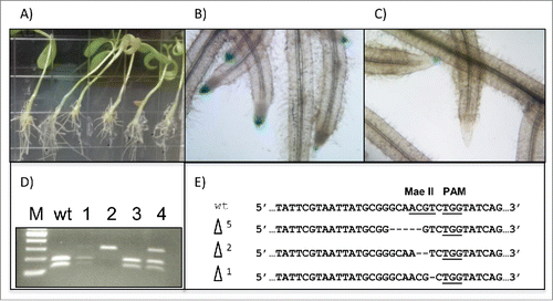 FIGURE 4. Induction of mutations in Medicago truncatula hairy roots. (A) Representative Medicago truncatula composite plants are shown. (B) Histochemical staining for β-glucuronidase activity in hairy roots from composite plants containing Cas9 with no guide RNA shows consistent GUS expression. (C) Histochemical staining for β-glucuronidase activity in hairy roots from composite plants containing the MDC32/Cas9 construct with GUS guide RNA target shows loss of GUS expression in some roots. (D) CAPS-PCR analysis was used to detect mutations in M. truncatula hairy roots, based on amplicon digestions with the Mae II restriction enzyme. wt indicates the digested wild-type control and lanes 1, 2, 3 and 4 represent 4 digestions of PCR product from the hairy roots of different composite plants. (E) Alignments of nucleotide sequences between mutant and wild-type alleles for CRISPR M. truncatula GUS targets shows a range of mutations. The underlined sequences indicate the restriction enzyme and PAM sites, respectively.
