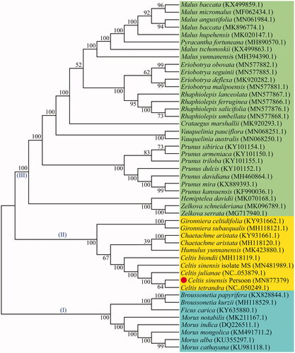 Figure 5. The ML phylogenetic tree constructed from 47 chloroplast genomes. Note: Numbers near each node represent bootstrap percentage obtained by 1,000 bootstrap analyses, the symbols (I)–(III) indicate that the phylogenetic tree evolved toward three branches, the GenBank accession numbers are shown in parentheses.