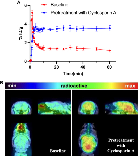 Figure 2 (A) Time-activity curve (TACs) of whole brain uptake of [11C]MDK-5220 (Baseline and Pretreatment with Cyclosporin A). (B) Coronal and sagittal PET/MR imaging (20–60 min) of [11C]MDK-5220 (n = 3).