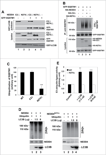 Figure 9. LC3 functions as an activator of NEDD4. (A) HA-tagged NEDD4C2Δ or LC3-binding defective truncation mutant NEDD4N274Δ was transfected or cotransfected with GFP-SQSTM1 into HEK293 cells. The HA-tagged NEDD4 mutants or/and GFP-SQSTM1 were precipitated with GST-LC3B conjugated beads and detected by immunoblotting with anti-HA and anti-SQSTM1 antibodies. (B and C), GFP-SQSTM1 was transfected or cotransfected with HA-tagged NEDD4, or the NEDD4 truncation mutants into HEK293 cells. GFP-SQSTM1 was immunoprecipitated with an anti-SQSTM1 antibody and the ubiquitinated SQSTM1 was detected by immunoblotting with an anti-ubiquitin antibody. In (C), quantification of the SQSTM1 ubiquitination by NEDD4 and its truncation mutants from 3 independent experiments. (D and E) activation of the NEDD4 E3 ubiquitin ligase activity by LC3 determined by an in vitro E3 ubiquitin ligase activity assay. NEDD4 or its LC3-binding defective mutant N274Δ was transfected in HEK293 cells, immunoprecipitated with an anti-NEDD4 antibody and used for the in vitro E3 ubiquitin ligase activity assay. The indicated amount of purified LC3B protein was directly added into the ubiquitin ligase assay mix before the reaction was initiated. The polyubiquitin product was detected by immunoblotting with an anti-ubiquitin antibody. In (E), amount of the polyubiquitin product was quantified by Multi Gauge V3.0 (Fujifilm) from 3 independent repeats of the in vitro E3 ubiquitin ligase assay. The ligase activity was calculated as the ratio of amount of polyubiquitin product to amount of NEDD4 or the truncation mutant protein. **P < 0.01; ***P < 0.001.