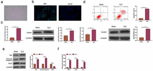 Figure 2. N2O induced neuronal injury in vitro.