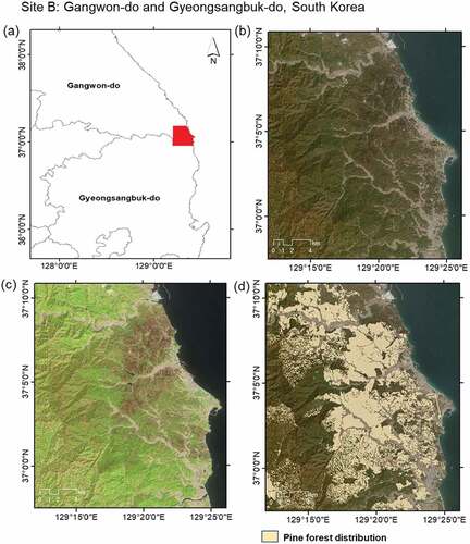 Figure 2. (a) Location of the site B; (b) Post-fire RGB composite over the site B; (c) Post-fire false color composite (SWIR, NIR, Red) over the site B; (d) Pine forest distribution map over the site B. The vegetation map to determine pine forest distribution was obtained from the Ministry of Environment of South Korea (https://egis.me.go.kr/, accessed 17 June 2022).