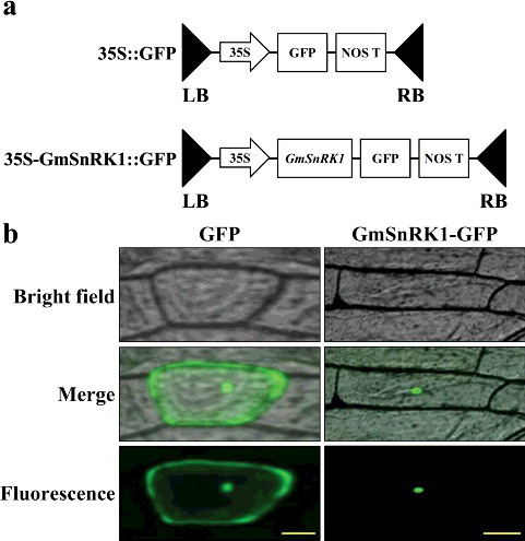 Figure 3. Subcellular localisation of the GmSnRK1 protein in onion epidermal cells. (a) Schematic diagram of the 35S::GFP vector construct and 35S-GmSnRK1::GFP vector construct. (b) Transformed cells of the 35S::GFP and 35S-GmSnRK1::GFP constructs cultured in MS medium at 28 °C for 24 h and observed under a microscope.