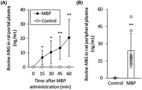 Fig. 1. ELISA of bovine ANG in rat portal and peripheral vein plasma after the oral administration of MBP.