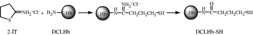 Figure 1. Conversion of amino group of DCLHb to thiol group with 2-IT.