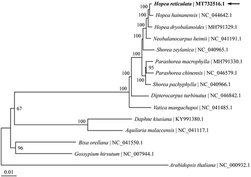 Figure 1. The maximum likelihood tree reconstructed using chloroplast genome sequences of 14 species within the order Malvales plus Arabidopsis thaliana as outgroup. The chloroplast genome of Hopea reticulata (MT732516.1) sequenced in this study was highlighted with bold font and an arrow. Numbers above branches are bootstrap support values based on 1000 replicates.