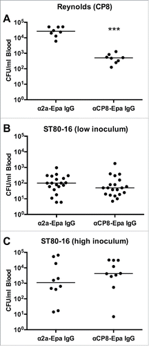 Figure 6. Passive immunization with polyclonal anti-CP8 antibodies in the mouse bacteremia model. Mice were immunized with 1 mg anti-CP8-Epa or anti-Shigella 2a-Epa IgG 24 h before challenge with 107 CFU (A) S. aureus Reynolds (CP8) or (B, C) two different inocula (low inoculum 7 × 107 CFU/mouse or high inoculum 1 × 108 CFU/mouse) of strain ST80–16. Mice challenged with Reynolds (CP8) were bled 2 h after bacterial challenge, and mice challenged with ST80–16 were bled 1.5 h after bacterial challenge. The horizontal lines represent median CFU/ml blood for each group of mice. Bacteremia levels in mice given CP8-Epa IgG were compared by the Mann-Whitney U test to levels in control mice given 2a-Epa IgG. ***, P < 0.001.