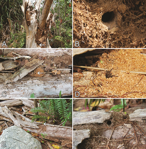 Figure 9. Nesiergus insulanus living in drywood termite frass (Kalotermitidae) on Frégate Island, Seychelles. A. Decaying palm tree with a retreat (marked by an arrow). B. Same, detailed view of the retreat. C, E. Fallen decayed palm tree with retreats (marked by arrows). D, F. Same, detailed views of the retreats. A and F reproduced from Canning et al. (Citation2014). Photo credits: Greg Canning.