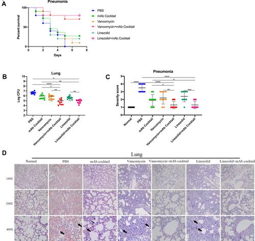 Figure 3 Antibiotic combined with the mAb cocktail reduced MRSA252 infection in an acute pneumonia model. 7 to 8-week-old mice were intranasally inoculated with 20 μL of saline containing 1×109 CFU of MRSA252. (A) Percentage survival against MRSA252 infection in the vancomycin (0.05 mg), vancomycin (0.05 mg) combined with mAb cocktail (0.5 mg), linezolid (0.1 mg), linezolid (0.1 mg) combined with mAb cocktail (0.5 mg), mAb cocktail (0.5mg), and PBS-treated mice (n = 10). (B) Bacterial burden was evaluated in the lungs of mice after challenge with MRSA252 (n = 10). Data are presented as scatter plots. *p < 0.05, **p < 0.01, ****p < 0.0001. (C) Severity scores of lungs (n=10) from control mice and mice 48h after therapy. Data are presented as scatter plots. *p < 0.05, **p < 0.01, ***p < 0.001, ****p < 0.0001. (D) Histological analysis of MRSA-challenged mice where the mice treated with antibiotic combined with mAb cocktail showed a normal physiological architecture (n = 8 per group; three separate experiments). Microscopic images of kidneys and lungs at 100× (top row), 200× (middle row), and 400× (bottom row) magnifications. Black arrows indicate inflammatory cell infiltration and inflammatory exudate.