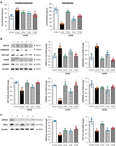 Figure 2. Effects of Gc and FGc on neuroendocrine in mice brain and colon under UCMS. (A) serum corticosterone and serotonin levels (n = 6). (B) Protein expression of NMDA2 R, CRF1 R, 5HT1AR, D2DR, and GABAAR by western blot. Lane 1 = N-Con; lane 2 = S-Con; lane 3 = S-Flu; lane 4 = S-Gc; lane 5 = S-FGc. (C) Protein expression of GPR43 and TPH-1 in mice colon by western blot. Lane 1 = N-Con; lane 2 = S-Con; lane 3 = S-Flu; lane 4 = S-Gc; lane 5 = S-FGc. Data are expressed as mean ± SD (n = 5). #Significant difference between N-Con and S-Con (#P < .05, ##P < .005, ###P < .001). *Significant difference with S-Con (*P < .05, **P < .005, ***P < .001).