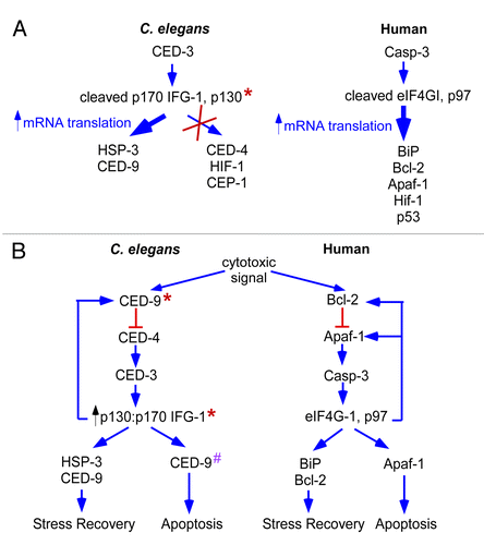Figure 7. Model for the induction of cap-independent translation of stress-related mRNAs during apoptosis. A. Model comparing the translational efficiencies of C. elegans and mammalian stress related mRNAs. Wide width arrows indicate the increased translational efficiency of C. elegans hsp-3 and ced-9 mRNAs and human BiP, Bcl-2, Apaf-1, Hif-1 and p53. The decreased translational efficiency of other C. elegans mRNAs, ced-4, hif-1 and cep-1, is shown by an “x.” * indicates the genetic manipulation of the ifg-1::mos strain. B. The induction of apoptosis in humans leads to the activation of caspases and cleavage of the cap-dependent translation initiation factor eIF4GI and constitutively cap-independent translation initiation factor p97. This cleavage leads to the induction of cap-independent protein synthesis. As a result, the translational efficiency is increased for pro- and anti-apoptotic messages such as pro-apoptotic Apaf-1 and recovery mRNAs Bcl-2 and BiP. The translation of Bcl-2 and BiP promotes periods of cellular recovery from stress. Subsequent translation of Apaf-1 leads to cellular suicide. In the C. elegans gonad, apoptosis activated caspase, CED-3 leads to C. elegans eIF4GI (IFG-1 p170) and p97 (IFG-1 p130) cleavage. This cleavage leads to an increase in p130-driven translation of stress-related mRNAs hsp-3 and ced-9. * indicates that genetic manipulation in the ifg-1::mos and ced-9ts strains leads to the induction of cap-independent protein synthesis. # indicates a proapoptotic function for CED-9.Citation32