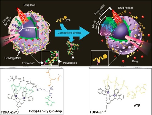 Figure 11 Schematic representation of the real-time monitoring of ATP-responsive drug release from polypeptide-wrapped TDPA-Zn2+-UCNP@MSN.Notes: Small molecule drugs were entrapped within the mesopores of the silica shell by branched polypeptide capping the pores through a multivalent interaction between the oligo-aspartate side chain in the polypeptide and the TDPA-Zn2+ complex on nanoparticles surface. The UV-vis emission from the multicolor UCNP under 980 nm of excitation was quenched because of the LRET between the loaded drugs and the UCNP. Addition of small molecular nucleoside-polyphosphates such as ATP led to a competitive binding of ATP to the TDPA-Zn2+ complex, which displaced the surface-bound compact polypeptide because of the high binding affinity of ATP to the metallic complex. The drug release was accompanied with an enhancement in the UV-vis emission of UCNP, which allows for real-time monitoring of the drug release via a ratiometric signal using the NIR emission of UCNP as an internal reference. Reprinted with permission from Lai J, Shah BP, Zhang Y, Yang L, Lee KB. Real-time monitoring of ATP-responsive drug release using mesoporous-silica-coated multicolor upconversion nanoparticles. ACS Nano. 2015;9(5):5234–5245. Copyright 2015 American Chemical Society.Citation122Abbreviations: MSN, mesoporous silica nanoparticle; UV-vis, ultraviolet-visible; UCNP, up-conversion nanoparticle; TDPA-Zn2+, zinc-dipicolylamine analogue; Em, emission; LRET, luminescence resonance energy transfer; NIR, near infrared.