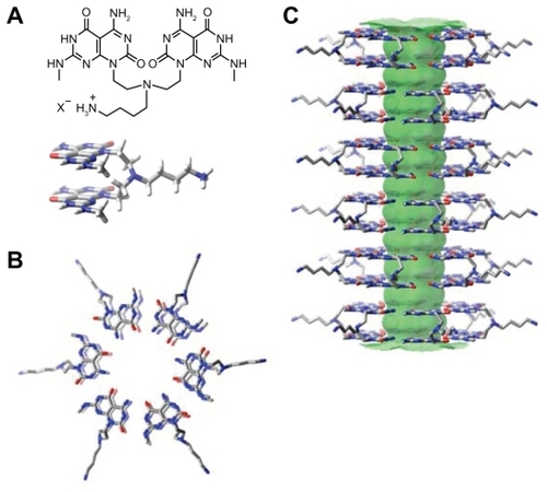 Figure 2 Schematic illustration of the hierarchical assembly of TBLs. A) The twin G^C motif functionalized with an aminobutyl group. B) Six twin G^C motifs self-assemble into a twin rosette supermacrocycle held by the formation of 36 hydrogen bonds. C) The rosettes stack up to form a stable 3.8 nm diameter TBL with an 11 Å inner channel.Abbreviations: TAM-Kl, tamoxifen encapsulated in K1; TAM-TBL, tamoxifen encapsulated in TBL.