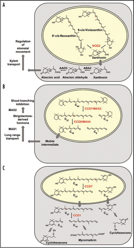 Figure 1 Comparison of substrates, enzymes and their compartmentation in three carotenoid cleavage pathways. (A) ABA biosynthesis involves cleavage of cis-carotenoid substrates by NCEDs in the plastid, C15 xanthoxin export to the cytosol followed by further metabolization steps and transport.Citation6 (B) Strigolactone biosynthesis is assumed to start from β-carotene and to proceed via two consecutive cleavage steps (CCD7 and CCD8) inside the plastid as exemplified by the MAX3 and MAX4 proteins of Arabidopsis.Citation4 The C18 cleavage product of CCD8 or a derivative of it is predicted to serve as mobile strigolactone precursor undergoing export to the cytosol, further modification steps, transport and eventually perception as a regulator of shoot branching.Citation7 (C) Proposed organization of local C13 and C14 apocarotenoid biosynthesis in a mycorrhizal root cell. Lactucaxanthin as the tentatively proposed C40 carotenoid precursor containing two α-ionone rings is tailored by two consecutive cleavage steps in the plastid (CCD7) and subsequently, following export of the C27 intermediate, in the cytosol (CCD1). The C27 intermediate has only been detected upon silencing CCD1 expression.Citation5 Additional modification steps in the cytosol lead to the various C13 cyclohexenone and C14 mycorradicin derivatives accumulating in mycorrhizal roots. Abbreviations: MAX, more axillary branching; Gly, glycoside.