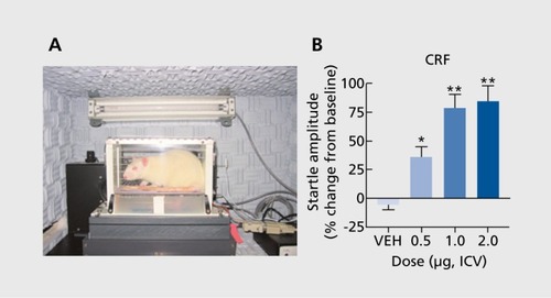 Figure 1 Assessment of the acoustic startle reflex in rodents. (A) Sprague-Dawley rat in an apparatus that quantifies startle responses. Rats are placed within a nonconfining holder to minimize restraint stress. Startle response is induced by a burst of white noise delivered via a speaker located behind the rat. The force displaced is quantified by an accelerometer beneath the holder. (B) Acute effects of the stress-peptide corticotropin-releasing factor (CRF; administered intracerebroventricularly [ICV]) or vehicle only (VEH) on acoustic startle in 150-minute test sessions. Data are expressed as (%) change from pretreatment tests. CRF produces a dosedependent increase in startle. *P<0.05;**P<0.01 ; Tukey's t-tests.