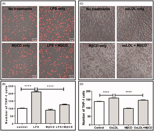 Figure 6. Inhibitory effect of MβCD on the monocyte-endothelial adhesion induced by LPS (A,B) or by oxLDL (C,D). The cells were treated without (control) or with LPS only (at 1 µg/mL at 37 °C for 12 h) or oxLDL only (at 50 µg/mL at 37 °C for 12 h), MβCD only (at 5 mM at 37 °C for 1 h), and LPS/oxLDL + MβCD, respectively. (A, C) Representative confocal images of fluorescently (CellTracker Red CMTPX) stained THP-1 monocytes on the monolayer of HUVECs. (B,D) Average numbers of THP-1 cells adhered on the endothelial cell monolayer in a field with the same size (****p < 0.0001 compared with the corresponding group; n = 4).