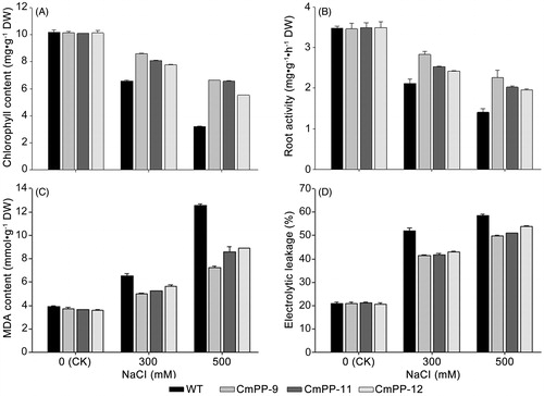 Figure 6. Physiological comparison of three CmPP transgenic lines (CmPP-9, CmPP-11, CmPP-12) vs. WT tobacco under salt treatments (0 mM (CK), 300 mM, 500 mM NaCl), in respect of the total chlorophyll content (A), root activity (B), leaf MDA content (C), and leaf electrolyte leakage (D). Error bars represent the SD of three separate trials with different plants of each transgenic line or WT tobacco.