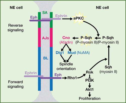 Figure 3. Eph signaling regulates mitotic spindle orientation: working model. Both a reverse and a forward Eph signaling would be operating between neuroepithelial cells in the Drosophila optic lobe. A forward signaling activates Rok/ROCK, which (1) inhibits PI3K-Akt1 signaling pathway and hence proliferation and (2) phosphorylates and activates myosin II Sqh/RLC. A reverse signaling at the level of SA activates aPKC, which fully activate P-Sqh/P-RLC and this, in turn, impacts on spindle orientation by contributing to the correct cortical localization of intrinsic cue regulators, such as Cno/Afadin, Dlg1, and Mud/NuMA. SA: SubApical region; AJs: Adherens Junctions; BL: Basolateral region. (Adapted from Franco and Carmena, 2019).