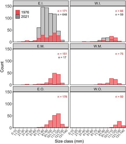 Figure 4. Size (mm) frequency of Haliotis iris in strata of Peraki Bay, Banks Peninsula, New Zealand, in February 1976 (red, n = 691) and March 2021 (grey, n = 724). Sampling strata: W.I., western inner; W.M., western middle; W.O., western outer; E.I., eastern inner; E.M., eastern middle; E.O., eastern outer.