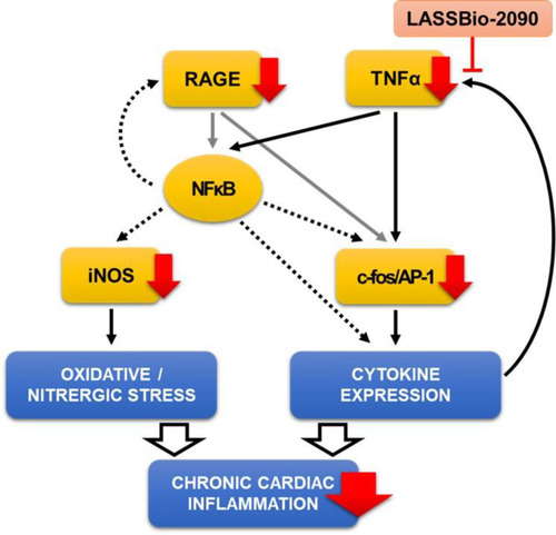 Figure 6 Proposed mechanism of action of LASSBio-2090. By reducing TNF-α levels, LASSBio-2090 hampers the transcription of proteins associated with sustained tissue inflammation (red arrows).