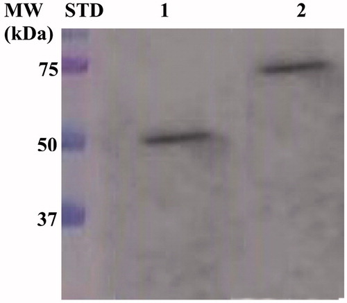 Figure 2. Western Blot performed on the outer membrane purified from the whole bacterial cells. The anti His-tag antibody was raised against the C-terminus of His-tagged SspCA. Legend: Lane Std, molecular markers, M.W. starting from the top: 75.0, 50.0, and 37.0 kDa; Lane 1, anchored SspCA; Lane 2, anchored H5-SspCA.