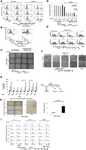 FIG 1 Claspin is required for growth recovery from serum starvation. (A) Claspin (f/+) and (f/-) MEF cells were treated with Ad-Cre or untreated for 48 h. After passage and cell growth for 24 h, cells were incubated in serum-free medium for 0, 24, and 48 h and harvested. Cell apoptosis was analyzed by FACS after annexin V FITC staining. P3, apoptotic cells; P2, nonapoptotic cells. (B) Claspin (f/-) MEF cells were treated with Ad-Cre or untreated for 48 h. After passage and cell growth for 24 h, cells were cultured in serum-free medium for 48 h and harvested. Cell death was analyzed by TUNEL assay. P2, apoptotic cells; P1, nonapoptotic cells. (C) Claspin(+/+), (f/+) and (f/-) MEF cells, treated with Ad-Cre or untreated, were cultured in serum-free medium for 48 h. After serum was added to the medium, the cells were grown for 72 h and observed under microscopy. (D) Quantification of the cell numbers of the cultures in (C). Experiments were repeated three times and error bars are indicated. (E) 293T cells cultured in serum-free medium for 24 h and released into growth by re-addition of serum. Cells were harvested at the indicated times and cell cycle were analyzed by FACS. (F) siControl- or siClaspin-treated 293T cells were cultured in serum-free medium for 24 h and released into growth by re-addition of serum. Cells were observed under microscope at the indicated times. Unsynchronized, cells treated with siControl or siClaspin for 48 h. (G) 293T cells were treated with control siRNA or with siRNA targeting genes indicated for 48 h. Cells were then cultured in serum-free medium for 24 h and released into growth by re-addition of serum. Cell numbers were counted at 24 h after siRNA transfection (–), at 24 h after starvation (starvation), and at 28 h after serum addition (release). Experiments were conducted three times and error bars are indicated. (H) Claspin (f/-) MEF cells treated with Ad-Cre or untreated were cultured in serum-free medium for 48 h, and were released into growth for 0, 26, or 48 h. Photos were taken at each time point, and at 48 h, cells were stained by β-galactosidase and observed under microscope. Left, 4× magnification; right, 20× magnification. Quantification of β-galactosidase positive cells. Experiments were conducted three times and error bars are indicated. (I) Claspin (f/-) MEF cells and the same cells carrying Claspin transgene (WT, DE/A), treated with Ad-Cre or untreated, were cultured in serum-free medium for 48 h. After addition of serum at time = 0, cells, harvested at indicated times, were analyzed by FACS.