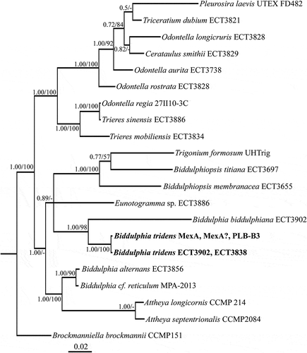 Fig. 1. Phylogenetic tree from Bayesian inference (BI) based on concatenated conservative and V4 regions of 18S rRNA gene, and a partial rbcL gene sequence. Support values at nodes from left to right are posterior probabilities (BI) and bootstrap percentages (ML). Scale bar indicates substitutions per site.