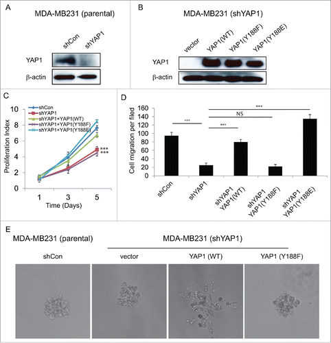 Figure 4. YAP1-Y188F fails to rescue the loss-of-function of YAP1 in MDA-MB-231 breast cancer cells. (A) Immunoblot demonstrates effective knockdown of YAP1 with the lentiviral shYAP1 construct in MDA-MB-231 cells. β-Actin was used as a loading control. (B) Expression of shYAP1-resistant WT-, Y188F- and Y188E-YAP1 variants in the MDA-MB-231 cells with stable knockdown of endogenous YAP1. (C) WT- and Y188E-YAP1, but not Y188F-YAP1, restores cell proliferation. (***, p < 0.001) (D) Quantifications of shControl or shYAP1 alone, and shYAP1 plus WT- , Y188F- or Y188E-YAP1 transduced MDA-MB-231 cell migration. (***, p < 0.001) (E) WT-YAP1, but not Y188F-YAP1, induced 3D invasive structure in MDA-MB231 cells.