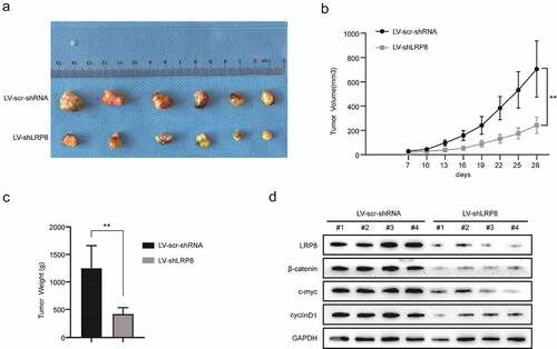 Figure 5. Knockdown of LRP8 inhibited tumor growth in vivo. (a) The pictures of nude mice injected with Lv-sh-LRP8 and corresponding control and the tumors formed after 28-day feeding. (b–c) Tumor volumes and weights were calculated between the two groups. (d) Western blotting experiments detecting the expression of Wnt/β-catenin signaling components and LRP8 expression in subcutaneous tumors. **p < 0.01. Three independent trials in each experiment were needed, and the data were presented as mean ± SD.