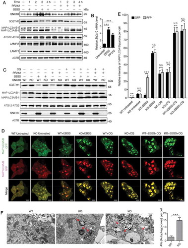 Figure 6. SNX10 is up-regulated during autophagy induction and required for autophagosome-lysosome fusion. (A) HCT116 cells were treated with EBSS or PP242 (1 μM) for 0, 1, 2, 3 or 4 h, followed by immunoblotting analysis. (B) HCT116 cells were treated with EBSS or PP242 (1 μM) for 3 h and SNX10 mRNA level was determined by RT-qPCR. (C) Representative immunoblots of indicated proteins in WT and SNX10 knockout HCT116 cells at 3 h following exposure to EBSS or PP242 (1 μM), with or without CQ (50 μM) treatment. (D) WT and SNX10 knockout HCT116 cells 72 h after infection of StubRFP-SensGFP-MAP1LC3 lentivirus were treated with EBSS and/or CQ (50 μM) for 3 h, then autophagic flux was examined. Scale bar: 10 μm. (E) Intensity of MAP1LC3 punctate in (D) was analyzed. (F) Autophagosomes in starved WT and SNX10 knockout HCT116 cells were analyzed using transmission electron microscope. The arrows indicate double- or multi-membrane autophagosomes. Scale bars, 1 μm. Right panel: Quantification of at least 100 cells from three independent experiments. Data are represented as mean ± SEM. NS, not significant; **, p < 0.01; ***, p < 0.001; by 2-tailed, unpaired t-test.