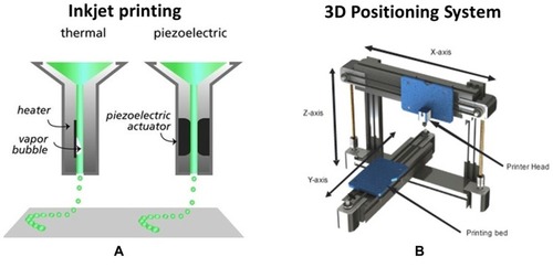 Figure 1 (A) Adapted with permission from Malda J et al. 25th Anniversary Article: Engineering Hydrogels for Biofabrication. Adv Mater. 2013;25(36):5011–5028. © 2013 WILEY‐VCH Verlag GmbH & Co. KGaA, Weinheim.Citation27 describes the mechanism of an inkjet bioprinter driven by a thermal and piezoelectric force. (B) Adapted from Munaz et al. Three-dimensional printing of biological matters. J Sci Adv Mater Devices. 2016;1(1):1–17. Copyright © 2016 Elsevier..Citation53 describes the mechanism of the 3D positioning system.Citation27,Citation53