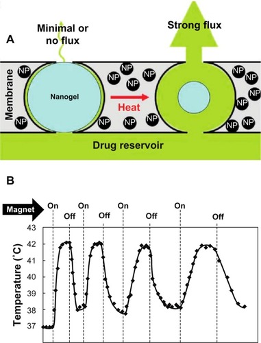 Figure 5 Stimulus-responsive membrane triggered in vitro (A) and magnetic triggering and differential flux of sodium fluorescein out of membrane-capped devices as a function of timeover successive on/off cycles of external magnetic field (B). Reprinted with permission from Hoare T, Santamaria J, Goya GF, et al. A magnetically triggered composite membrane for on-demand drug delivery. Nano Lett. 2009;9(10): 3651–3657. Copyright © 2009. American Chemical Society.Citation92Abbreviation: NP, nanoparticle.