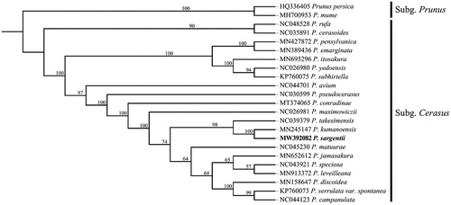 Figure 1. Maximum-likelihood phylogenetic tree for P. sargentii based on 23 complete plastid genomes. P. persica and P. mume (Rosaceae) were used as outgroup and the support values are displayed above the branches.