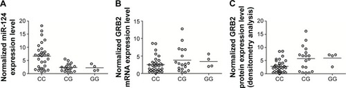 Figure 5 The presence of minor allele (C) of rs531564 polymorphism compromised the expression of miR-124.