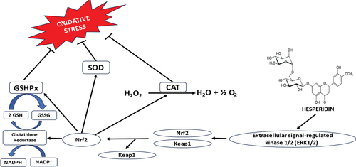 Figure 4. Mechanism of antioxidant activity of Hesperidin.