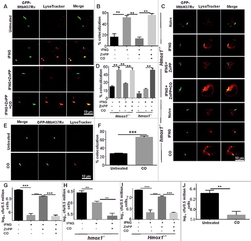 Figure 2. IFNG-induced trafficking of Mtb to autolysosomes is regulated by HMOX1. (A) RAW 264.7 macrophages (0.5 × 106) were infected with GFP-Mtb H37Rv (1:5 MOI) for 3 h, followed by treatments with ZnPP (5 μM) and ZnPP (5 μM) along with CO (20 μM) for 2 h and then IFNG (200 units/ml) for 3 h. The lysosomes were stained with 200 nM LysoTracker Red for 20 min, fixed using 4% PFA and analyzed using confocal microscopy. The figure shows representative images of the colocalization of Mtb (green channel) and LysoTracker Red (red channel). (B) The percentage of Mtb-containing autophagosomes colocalized with lysosomes stained with LysoTracker Red. (C) Primary macrophages (peritoneal macrophages) were harvested from Hmox1+/+ and hmox1−/- mice and were infected with GFP-Mtb H37Rv and treated as described above, followed by analysis using confocal microscope. (D) The percentage of Mtb-containing autophagosomes colocalized with LysoTracker Red (per 100 cells). (E) The same experiment was repeated with CO (20 μM) alone. Briefly, RAW 264.7 macrophages (0.5 × 106) were infected with GFP-Mtb H37Rv (1:5 MOI) for 3 h followed by CO treatment, staining with LysoTracker Red and analyzed using a confocal microscope. (F) The percentage of Mtb-containing autophagosomes colocalized with lysosomes stained with LysoTracker Red (per 100 Mtb cells). (G) RAW 264.7 macrophages were infected with Mtb (1:10 MOI) for 3 h, followed by gentamycin (100 μg/ml) treatment for 45 min. The cells were treated with ZnPP (5 μM), exogenous CO (20 μM) and IFNG when required. 24 h postinfection, the cells were lysed in 0.06% SDS after 24 h and plated on 7H11 plates. (H and I) Peritoneal macrophages isolated from hmox1−/− and Hmox1+/+ mice were treated as described above and infected with Mtb and the CFU were estimated after 24 h of infection. (J) Similarly RAW 264.7 were infected and treated with CO as mentioned earlier. 24 h postinfection, CFUs were enumerated by plating the lysate on 7H11 plates. Data in panels B, D, F, G, H, I and J represent the mean±SEM from 3 independent experiments. Statistical significance was determined using the Student t test where ** indicates a P value < 0.01, and *** indicates a P value < 0.001.