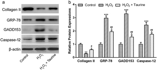 Figure 5. Taurine treatment affected the expressions of Collagen II, GRP78, GADD153 and Caspase-12 in H2O2-treated chondrocytes. (a)Western blot were used to assay the protein expressions and β-actin was used as a loading control. (b) was the statistical analysis of (a). Data were presented as mean ± SEM. Experiments were repeated in triplicate. *p < 0.05, **p < 0.01 and ***p < 0.001 compared to control. #p < 0.05 and ##p < 0.01 compared to the H2O2 group.