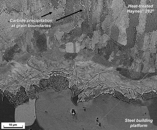 Figure 8. Microstructure of the interface region after heat treatment.