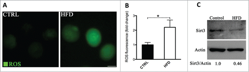 Figure 1. Increased ROS levels and reduced Sirt3 expression in oocytes from HFD mice. Ovulated MII oocytes were collected from mice fed a high fat diet or control diet, and then processed for evaluation of ROS levels via CM-H2DCFDA staining and Sirt3 expression by immunoblotting. (A) Representative images of CM-H2DCFDA fluorescence in oocytes from control and HFD mice. Scale bar: 50 µm. (B) Quantitative analysis of fluorescence intensity shown in panel A. Data were standardized by dividing each value by the average value of the control group in each experiment. Error bars indicate ± SD. (n = 70 oocytes for control and 60 for HFD pooled from 3 replicates). *P < 0.05 vs control. (C) Western blot analysis showed the reduced Sirt3 expression in oocytes from HFD mice compared to controls (100 oocytes were used for each group). Actin served as an internal control. Band intensity was calculated using ImageJ software, and the ratio of Sirt3/Actin expression was normalized and values are indicated. All protein gel blot experiments were repeated at least 3 times, with a representative gel image shown.