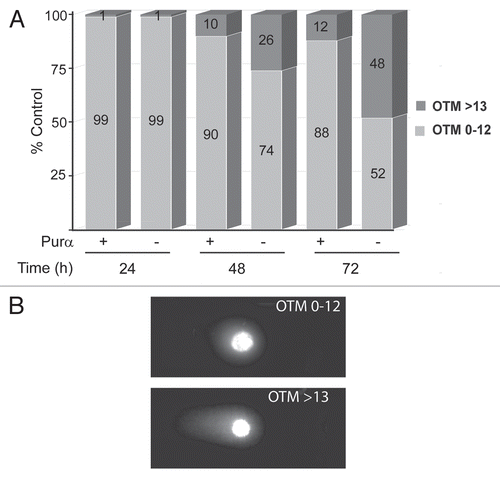 Figure 4 DNA fragmentation measured by the Comet assay in UV-irradiated Purα+ and Purα− cells. (A) Purα+ and Purα− cells were synchronized by 48 h of serum deprivation, treated with 50 J/m2 of UVC irradiation, subject to in situ electrophoresis and the tail of fragmented DNA measured (Olive Tail Moment) as described in Materials and Methods (Comet assay). The OTM was scored randomly from 100 propidium iodide labeled cells, for each condition. The plot shows a percentage of the Comet positive nuclei (OTM>13), apoptotic and necrotic cells were not scored. (B) Representative photomicrograph of cells with low and high OTM. The experiments were repeated at least three times.