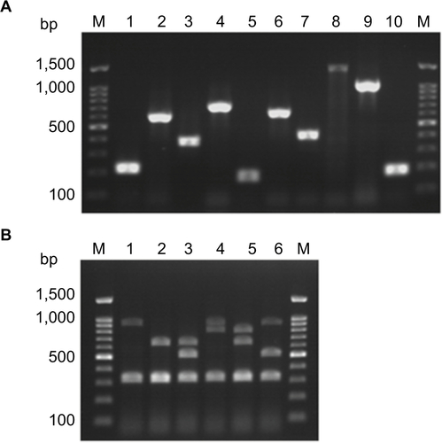 Figure S1 Agarose gel electrophoresis for detection of antimicrobials resistance determinants among enterococcal isolates. (A). Detection of antimicrobials resistance encoding genes among enterococcal isolates by PCR. Lane M is Molecular weight marker. 1:aac(6’)-Ie-aph(2’’)-Ia (200 bp); 2: ant(6’)-Ia (597 bp); 3: tetK (370 bp); 4: tetL (715 bp); 5: tetM (170 bp); 6: ermB (639 bp) and 7: msrA/B (400 bp); 8: optrA (1395 bp); 9: int-Tn (1046 bp); and 10: xis-Tn (194 bp) genes that are used for detection antimicrobials resistance among enterococcal isolates. (B). Multiplex PCR for detection of vancomycin resistance determinants (vanA(1030 bp),vanB(536 bp),vanC1 (822 bp), and vanC2/3 (484 bp)), E. faecium-specific (658 bp), E. faecalis-specific (941 bp) and of rrs (320 bp) genes. Lane M is Molecular weight marker. 1:E. faecalis isolate; 2:E. faecium isolate; 3:E. faecium vanB isolate; 4: E. faecalis vanC1 isolate; 5: E. faecium vanC1isolate; 6:E. faecalis vanBisolate.