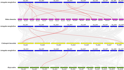 Figure 5. Genomic covariance of A. mongholicus with M. domestica and C. lanceolata in O. sativa. The red line indicates the co-linearity relationship of the YABBY gene from top to bottom. Blue, purple, yellow, and green colors represent A. mongholicus, M. domestica, and C. lanceolata in O. sativa, respectively.