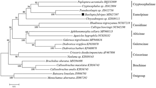 Figure 1. Phylogenetic tree showing the relationship between B. fulvipes and 16 other Chrysomelidae insects based on neighbor-joining method performed using 500 bootstrap replicates. Batocera lineolate and Monochamus alternatus were used as outgroup. GenBank accession numbers of each sequence were listed in the tree behind their corresponding species names.