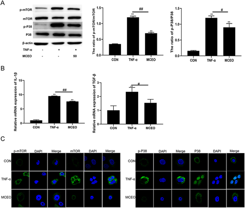 Figure 5 MCEO regulates TNF-α-induced inflammation by inhibiting the PI3K/Akt/mTOR andp38MAPK signaling pathways. (A) HaCaT cells treated with or without TNF-α and MCEO were subjected to Western blotting using specific antibodies against p-P38, P38, p-mTOR, and mTOR. (B) The mRNA expression levels of IL-6, IL-1β, IL-17A, IL-10, and TGF-β were analyzed by qRT-PCR. (C) HaCaT cells treated with or without TNF-α and MCEO were stained with p-Akt, Akt, p-mTOR and mTOR, and immunofluorescence was assessed. p-Akt, Akt, p-mTOR, mTOR (green), nuclei (blue). Magnification, ×2070. Bar graphs represent mean ± SD of results derived from three independent experiments performed in triplicate. **P<0.01 vs NC; #P<0.05 and ##P<0.01 vs TNF-α group.