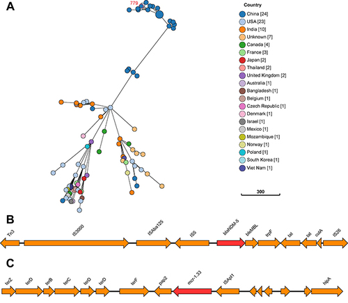 Figure 2 (A) Phylogenetic relationship between Escherichia coli 779 and 86 ST101 E. coli strains currently deposited in the NCBI GenBank database. The lines that link the circles represent the clonal connection between the various strains. The distance between core genome multilocus sequence typing (cgMLST) loci is represented by the branch length. In square brackets is the number of isolates retrieved from each country. (B) The genetic environment of the blaNDM-5 gene on the plasmid p779-5-NDM. The red arrow represents the colistin resistance gene blaNDM-5, whereas the Orange arrows represent additional coding sequences (CDSs). (C) The genetic context of the mcr-1.33 gene on plasmid p779-1-mcr. The red arrow represents the colistin resistance gene mcr-1.33, while the Orange arrows represent additional coding sequences (CDSs).