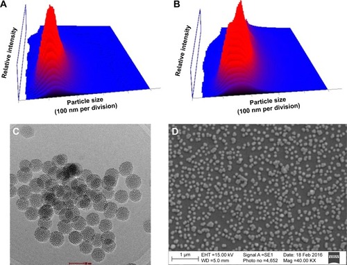 Figure 1 Characterization studies.Notes: Particle size of (A) bare MSNPs (B) targeted MSNPs. (C, D) TEM and SEM images of bare MSNPs.Abbreviations: EHT, electron high tension; Mag, magnification; MSNPs, mesoporous silica nanoparticles; SE1, secondary electrons 1; SEM, scanning electron microscopy; TEM, transmission electron microscopy; WD, working distance.