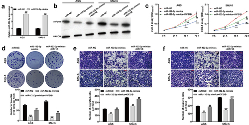 Figure 5. KIF21B alleviated the effects of miR-132-3p on cell proliferation, migration and invasion in GC cells. AGS and SNU-5 cells were transfected with miR-NC, miR-132-3p mimics or miR-132-3p mimics + KIF21B, respectively for 48 h. (a) Reverse transcription quantitative PCR was used to determine miR-132-3p expression with U6 as internal control. (b) Western blot was used to determine the expression levels of KIF21B with GAPDH as a loading control. (c) CCK-8 assay and (d) colony formation assay was utilized to determine the cell proliferation in different groups. (e) Cell migration and (f) invasion ability was assessed by transwell assay in the above transfected cells. Magnification, ×200; scale bar, 100 μm; All data are expressed as the means ± SD. **p < 0.01, ***p < 0.001, compared with miR-NC group; ##p < 0.01, ###p < 0.001, compared with miR-132-3p mimics group.