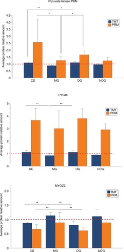 Figure 10 Expression of pyruvate kinase PKM, PYGM, and MYOZ2 in different groups using TMT analysis, consistent with PRM validation.